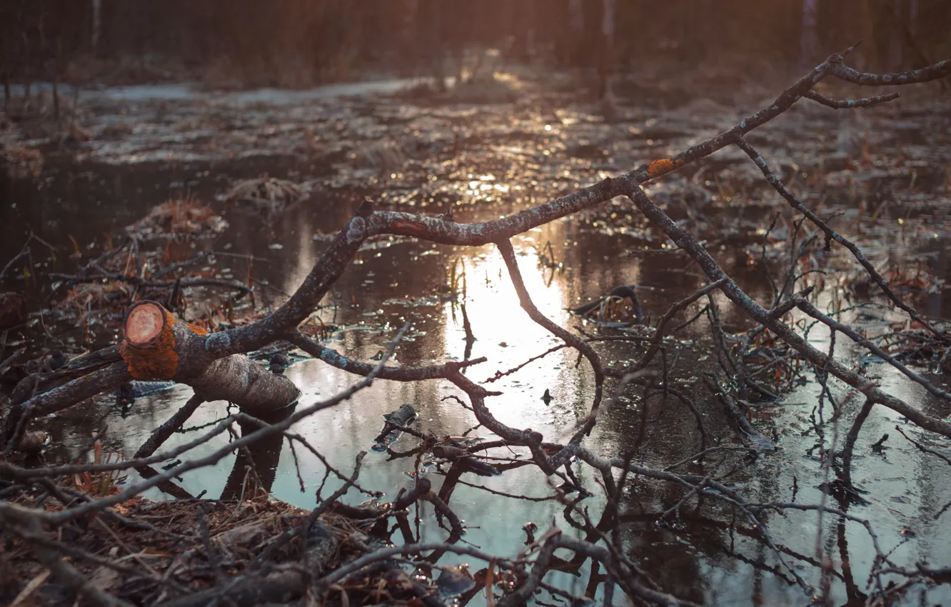 Фото обои лес, вода, деревья, весна, вечер
