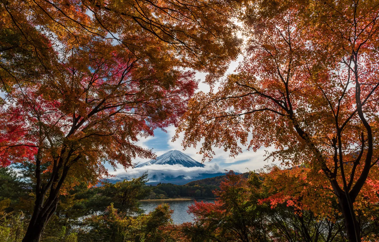 Фото обои осень, деревья, краски, листва, Япония, Фудзи, гора Фуджи, Фудзияма