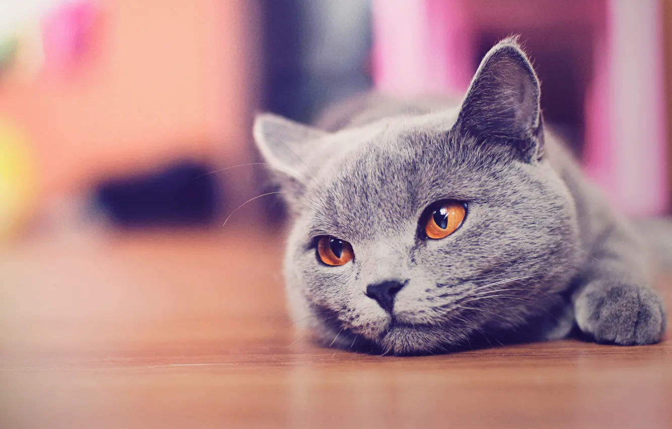 Фото обои морда, макро, серый, мило, пол, лежит, желтые глаза, британская кошка