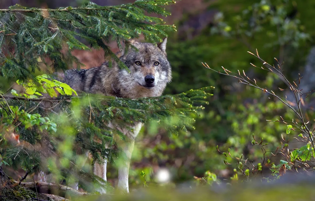 Фото обои nature, snow, predator, face, animal, wolf, wildlife, portrait