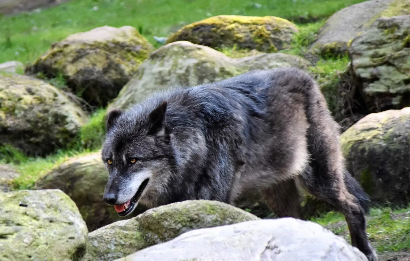 Фото обои Predator, nature, animal, wolf, wildlife, portrait, portrait., Canis lupus. face
