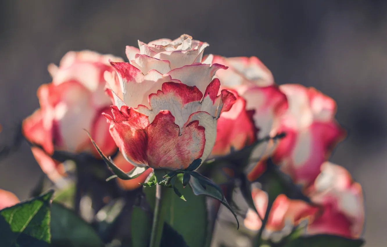 Фото обои розы, Букет, Бутоны, roses