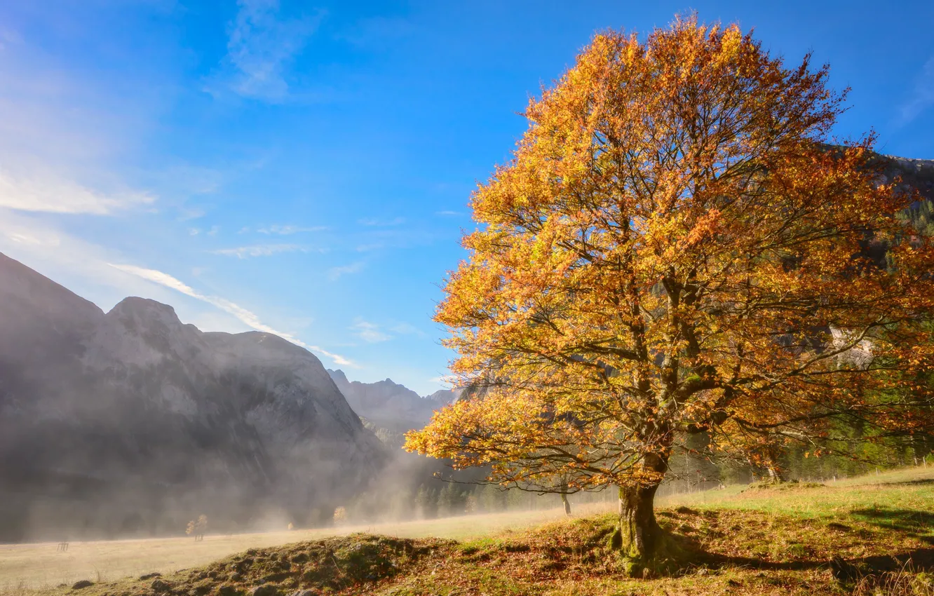 Фото обои осень, горы, дерево, склон