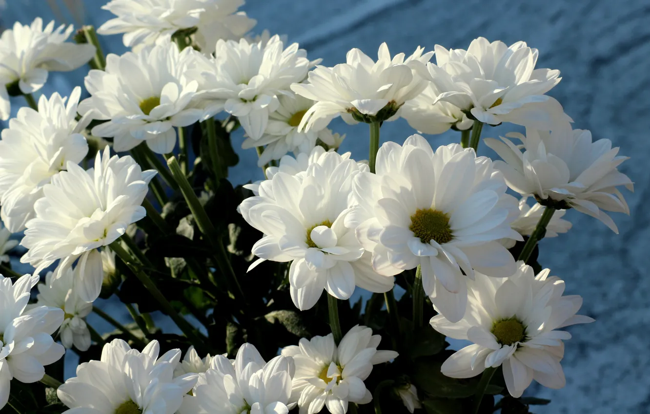 Фото обои цветы, фон, букет, лепестки, белые, хризантемы, много