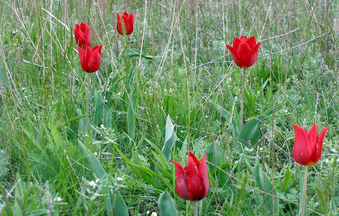 Фото обои поле, трава, цветы, растения, лепестки, тюльпаны, красные, степные