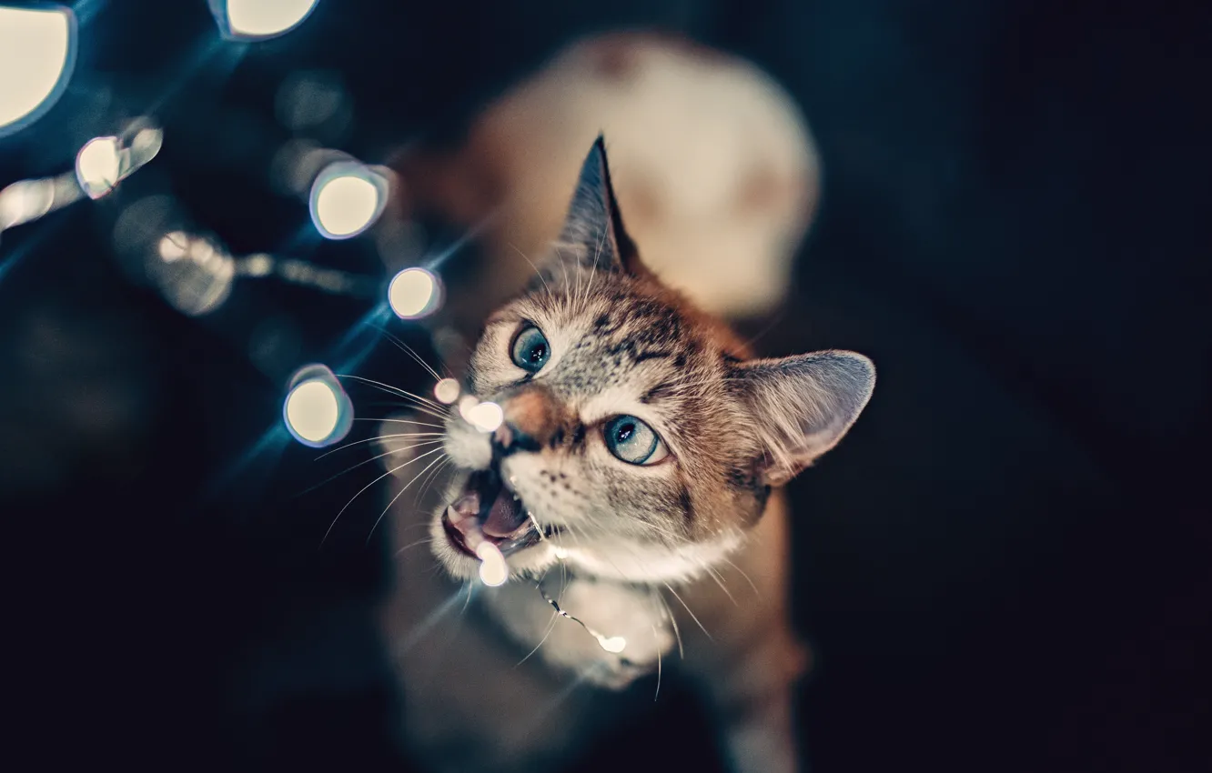 Фото обои lights, wallpaper, animals, cat, glare, blur, bokeh, cats