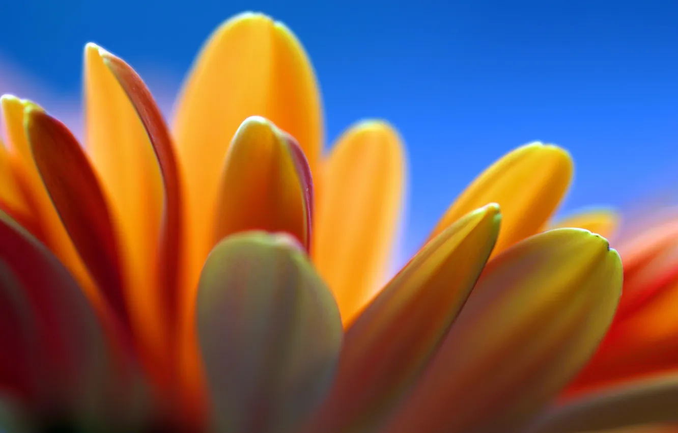 Фото обои цветок, оранжевый, синее, липестки