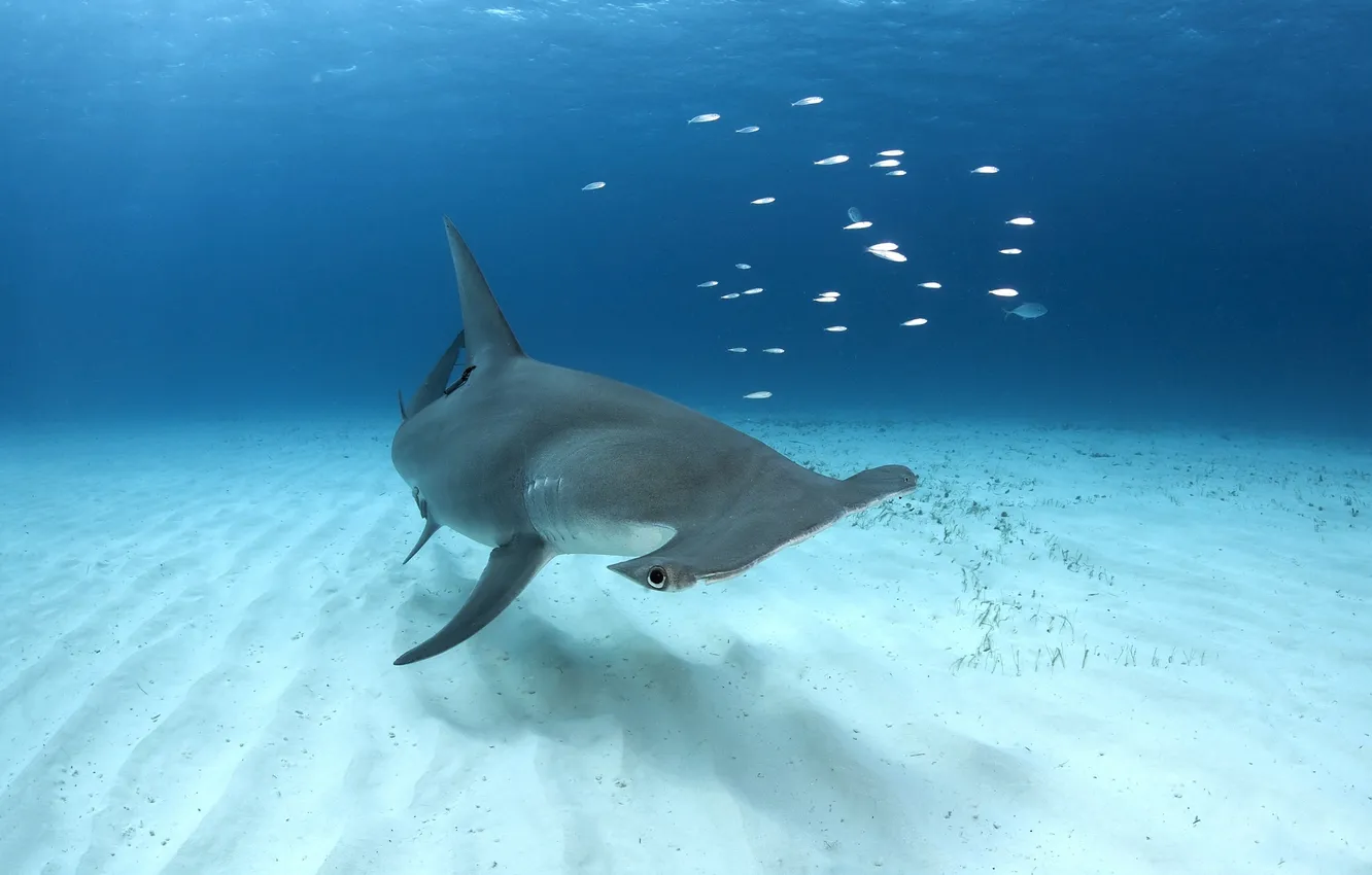 Фото обои Bahamas, Bimini, Great Hammerhead Shark