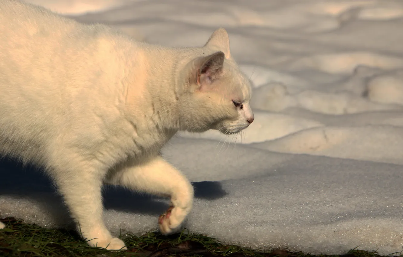 Фото обои снег, кошак, котяра, котэ