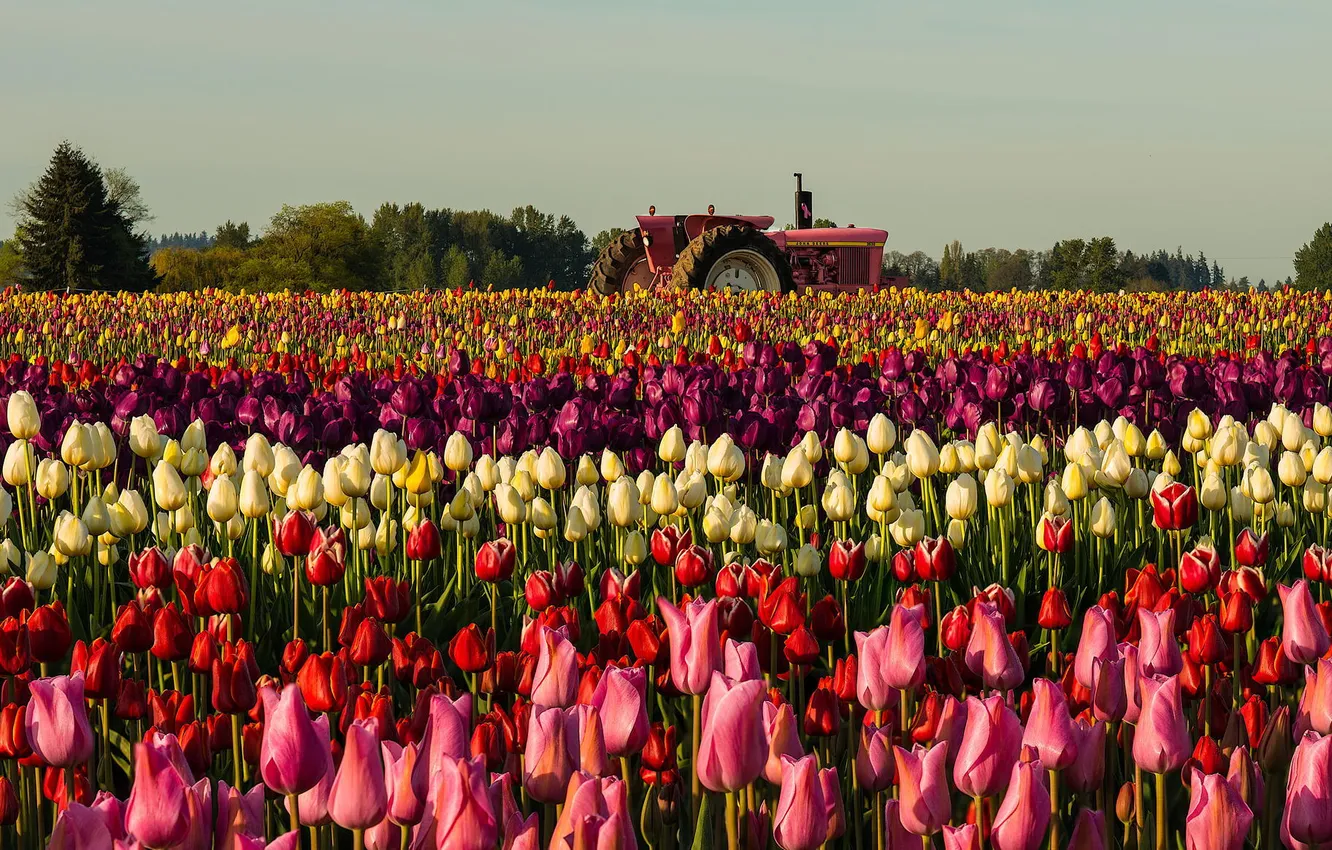 Фото обои поле, цветы, трактор, тюльпаны