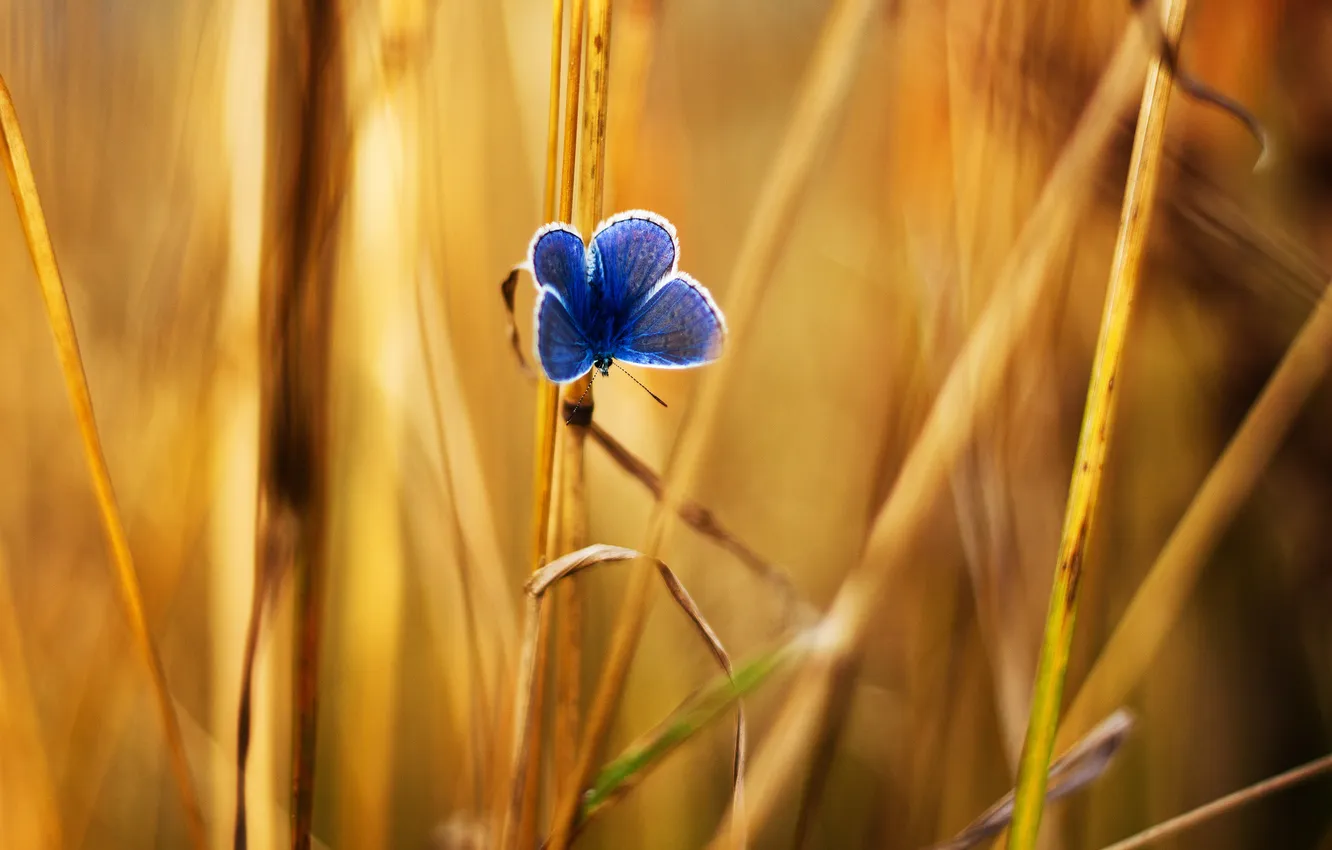 Фото обои трава, бабочка, желтые, синяя, травинки, тростинки