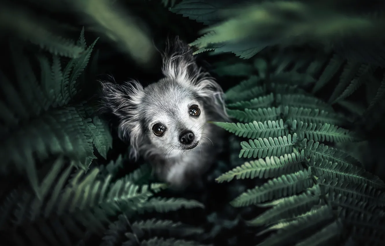 Фото обои взгляд, листья, собака, мордашка, папоротник, пёсик, Чихуахуа, собачонка