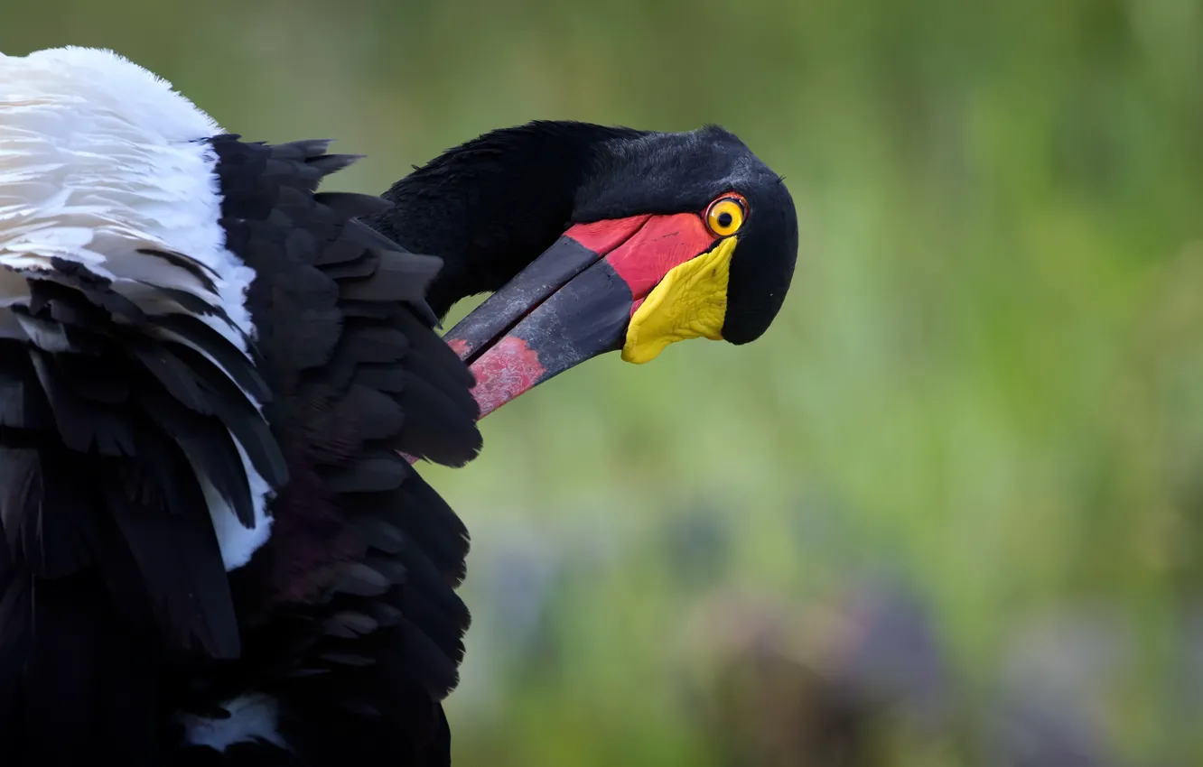 Фото обои Kruger National Park, Wild South Africa, Female Saddle-billed Stork, Ba-Phalaborwa, Limpopo, Tsende