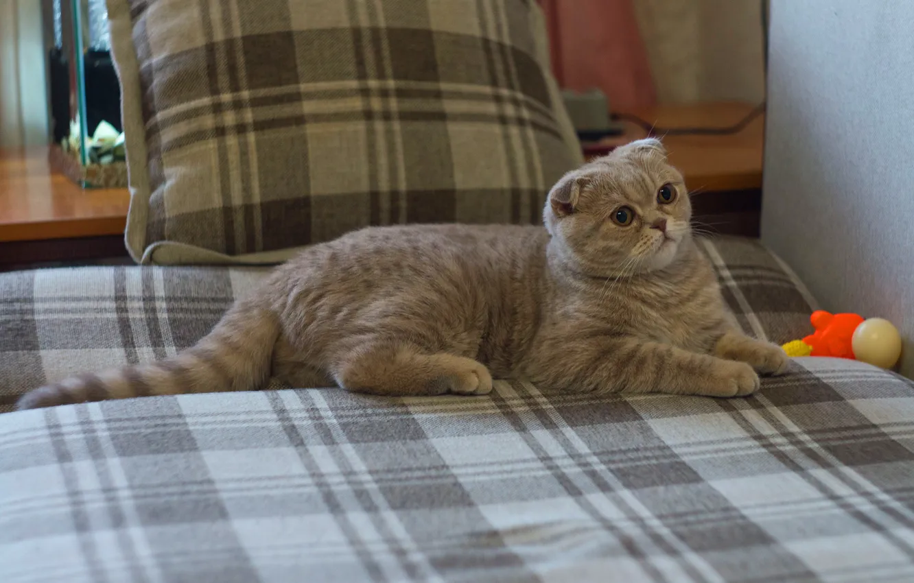 Фото обои кошка, кот, серый, кровать, вислоухий, лежит, котёнок