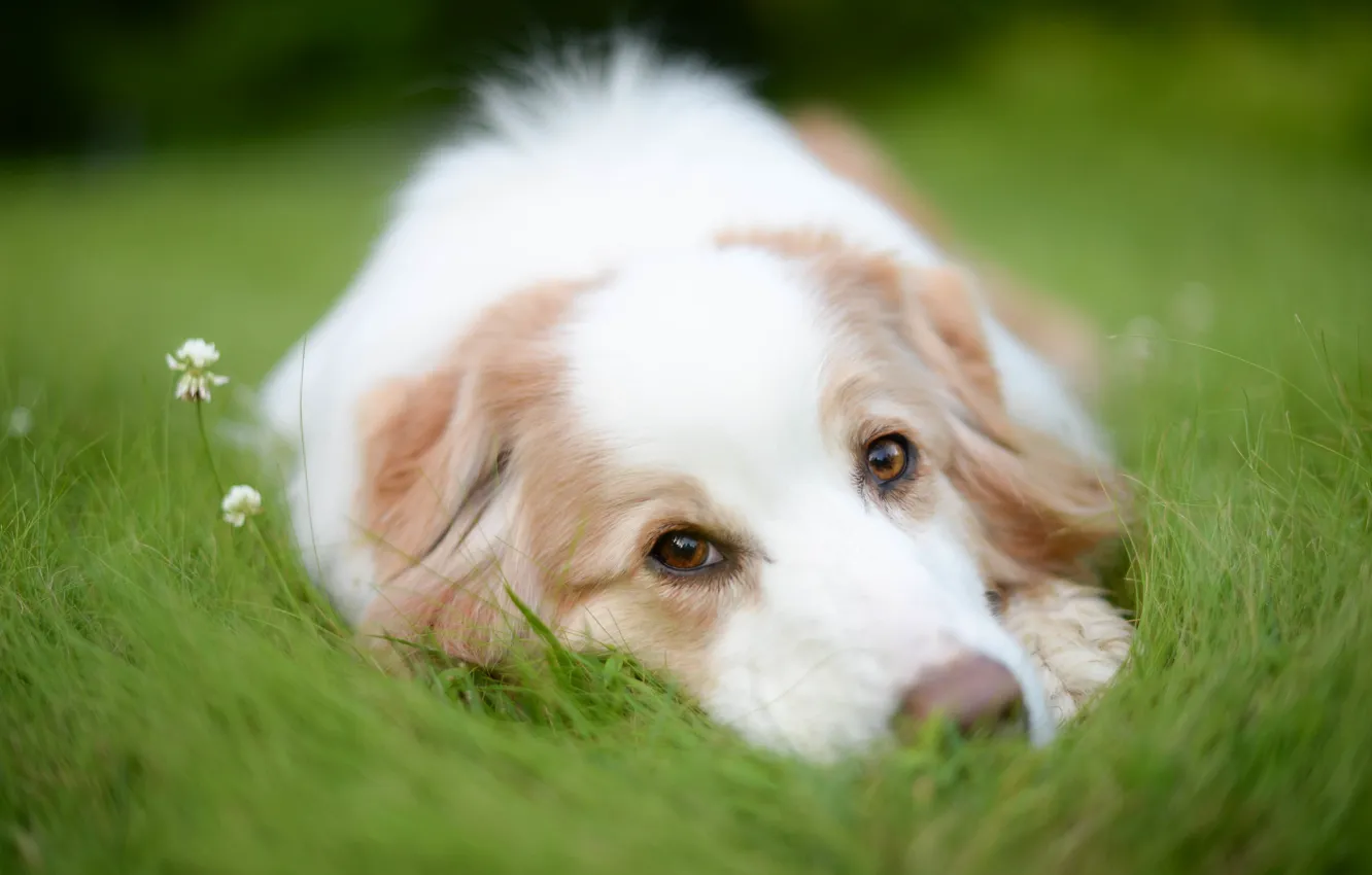 Фото обои трава, взгляд, морда, собака, клевер, Австралийская овчарка, Аусси