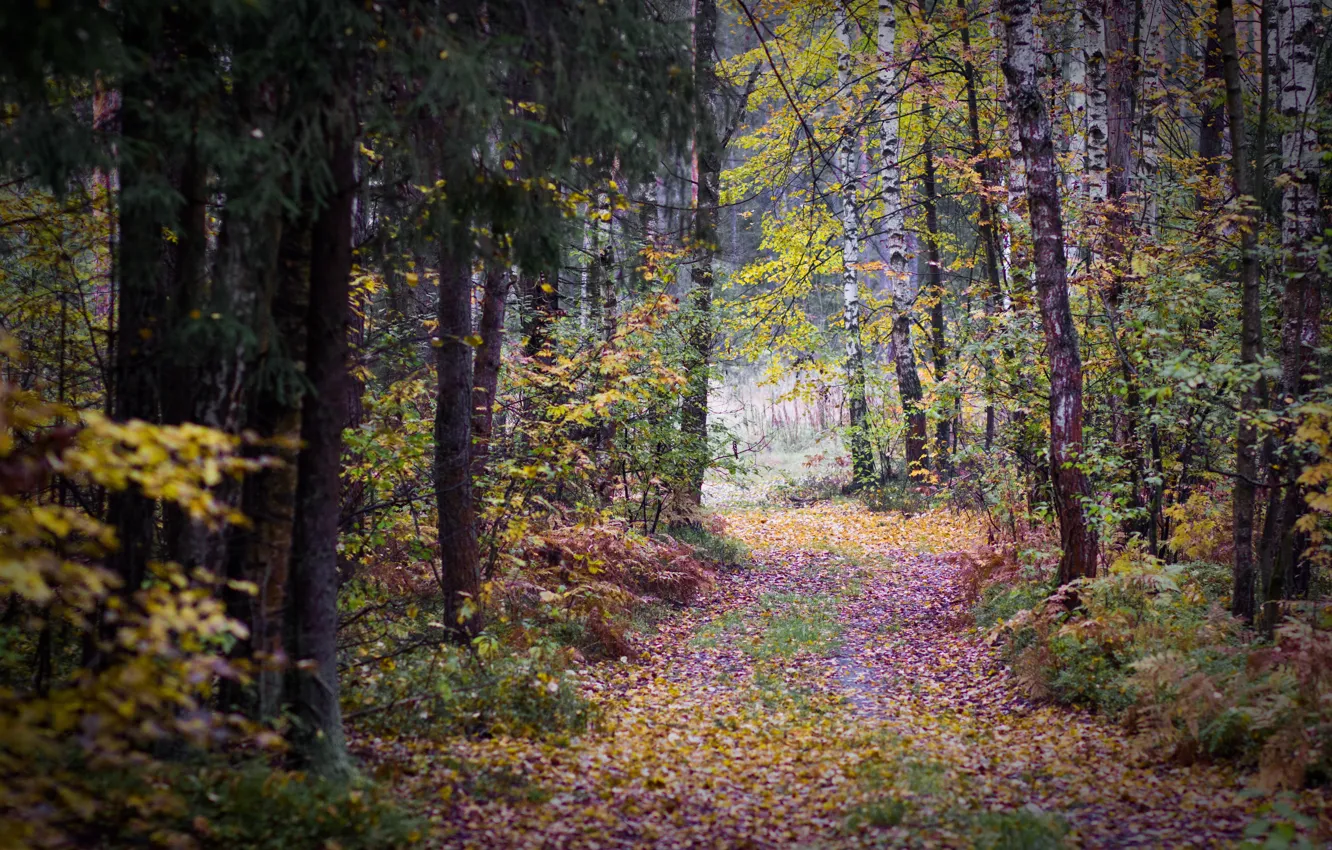 Фото обои осень, лес, листья, деревья, пасмурно, дорожка, березы, мрачно