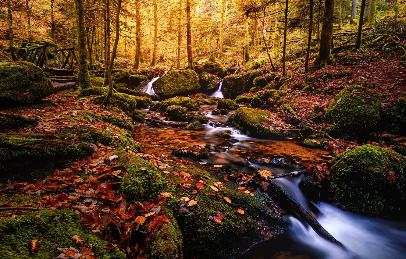 Фото обои осень, лес, листья, вода, деревья, пейзаж, ветки, природа