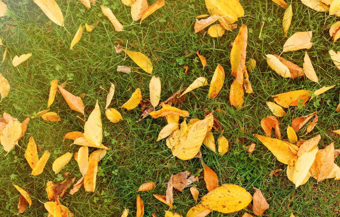 Фото обои осень, трава, листья, фон, желтые, colorful, лужайка, yellow