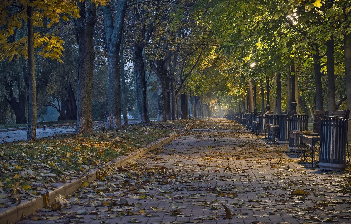 Фото обои осень, парк, тротуар, скамейки
