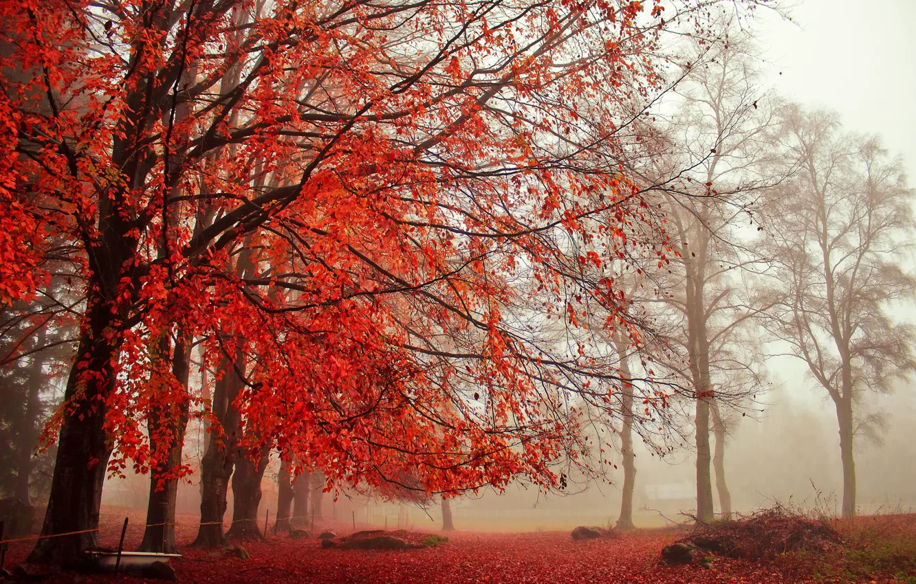 Фото обои деревья, туман, парк