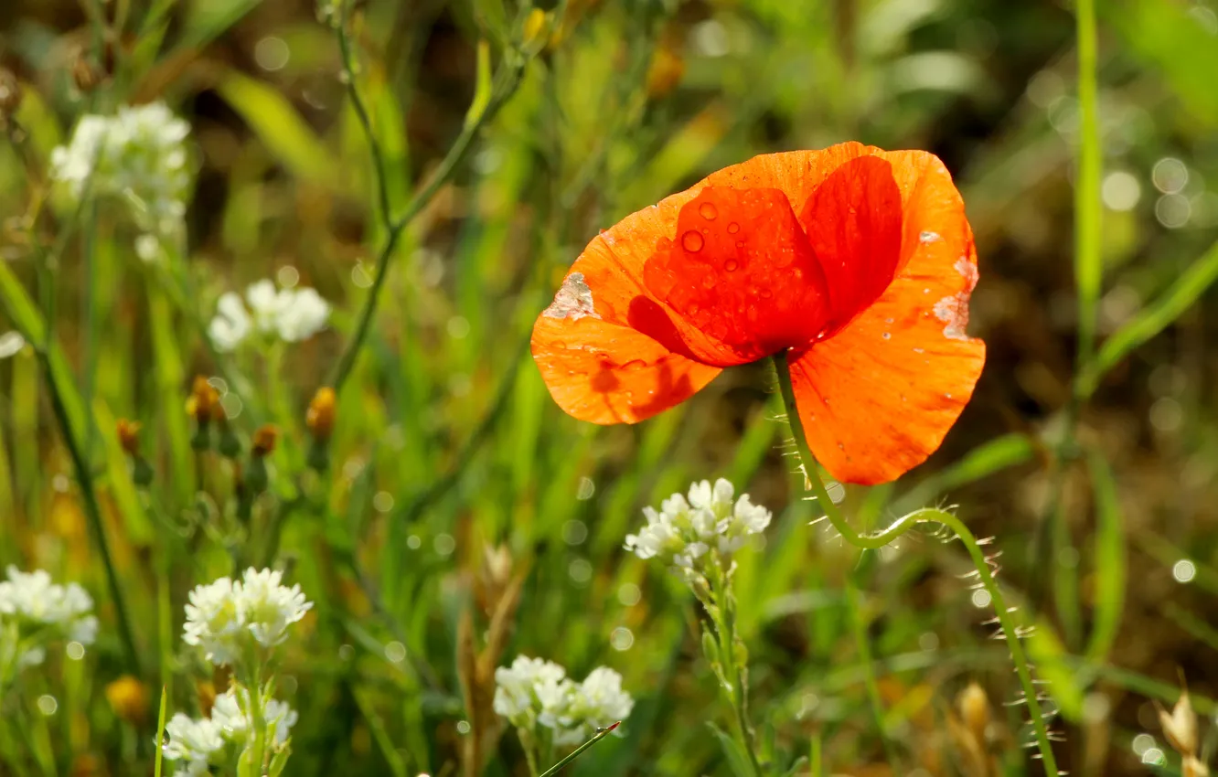Фото обои red, flower, poppy