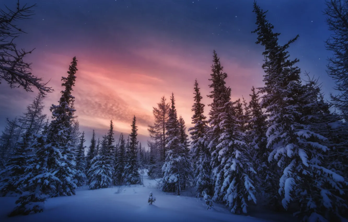 Фото обои зима, снег, деревья, пейзаж, природа, рассвет, утро, ели
