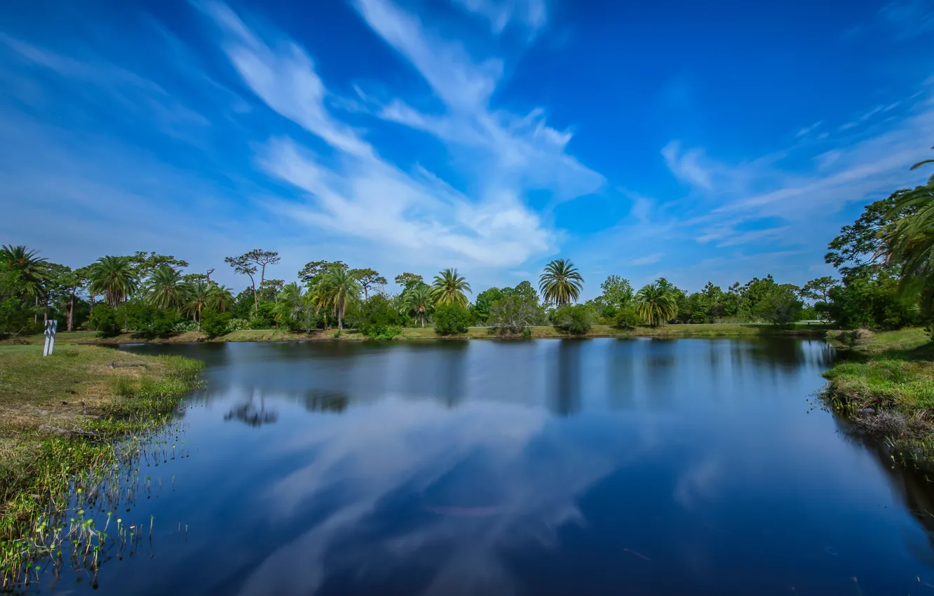 Фото обои зелень, небо, деревья, пруд, парк, пальмы, голубое, США