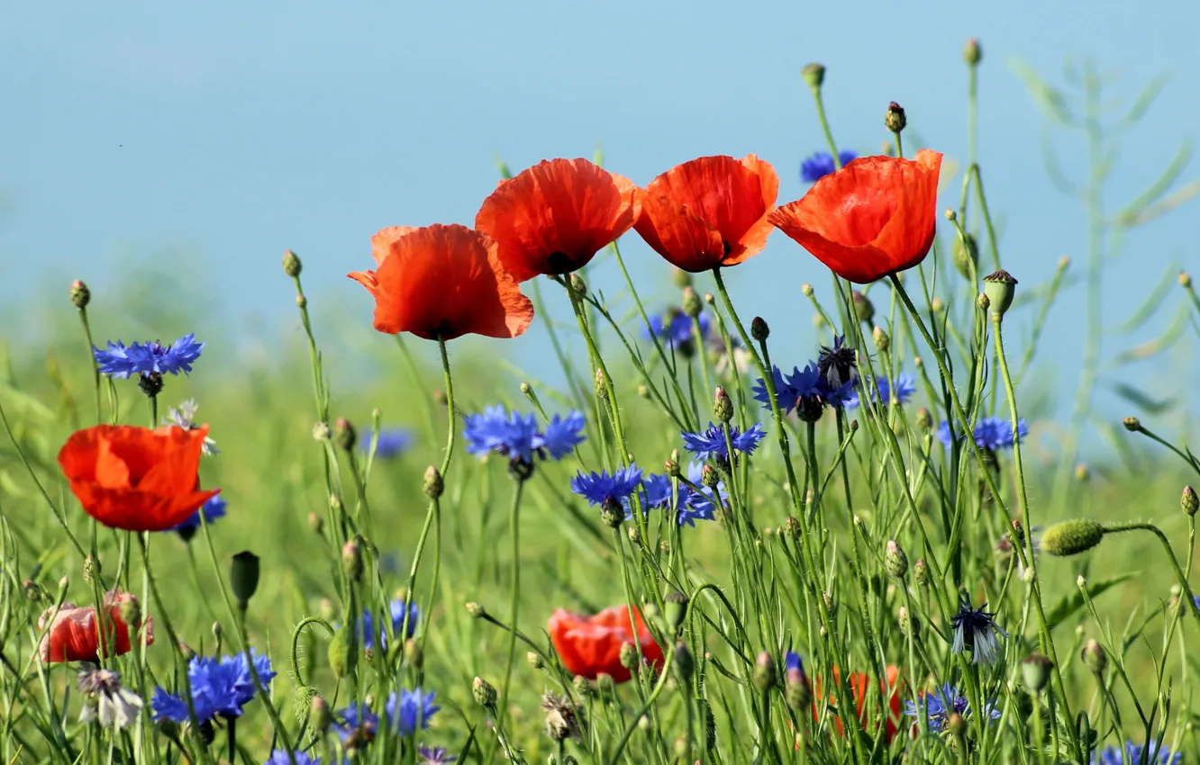Фото обои лето, цветы, маки, луг, красные, синие, боке, васильки