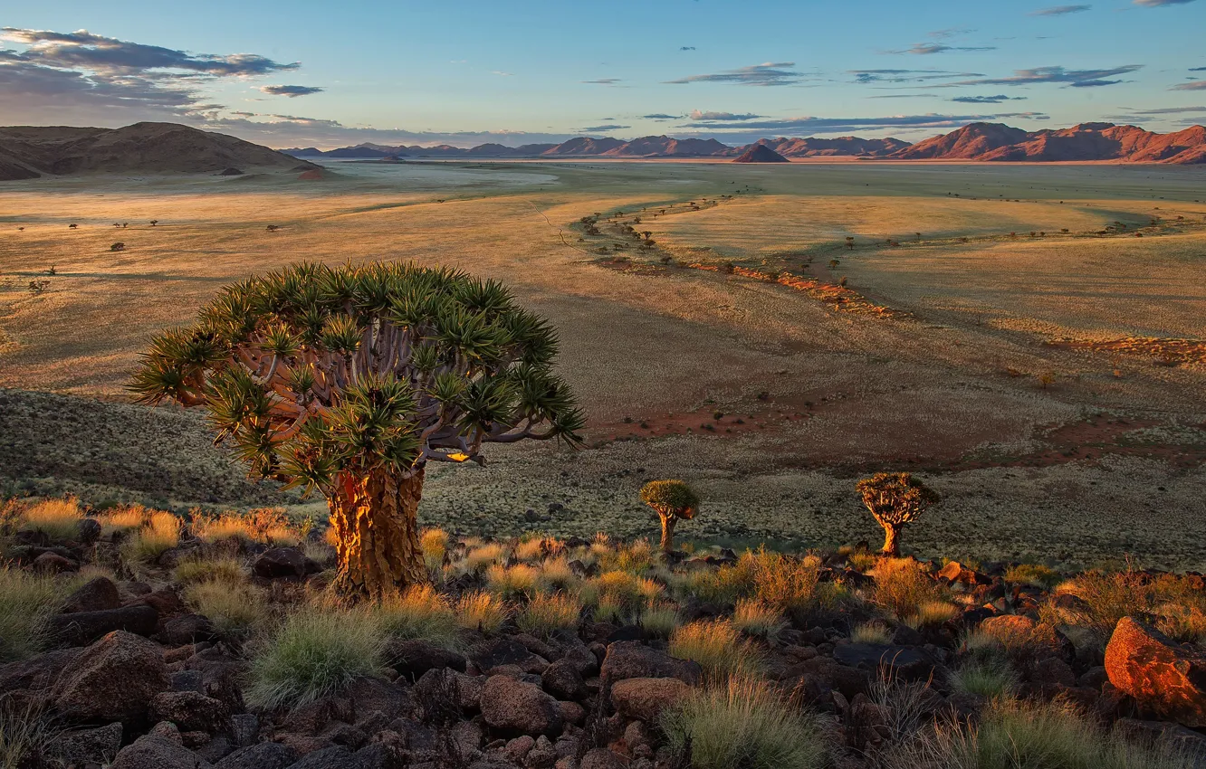 Фото обои природа, ландшафт, Африка, Quiver Tree Forest, Keetmanshoop. Namibia