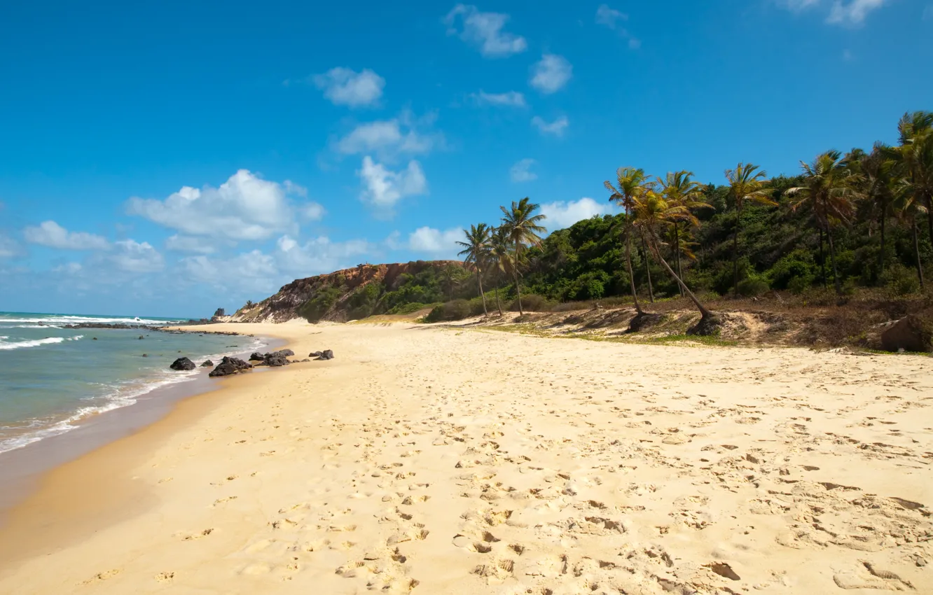 Фото обои море, пляж, пальмы, бразилия