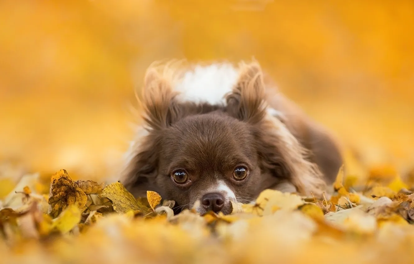 Фото обои взгляд, листья, собака, мордочка, чихуахуа, пёсик