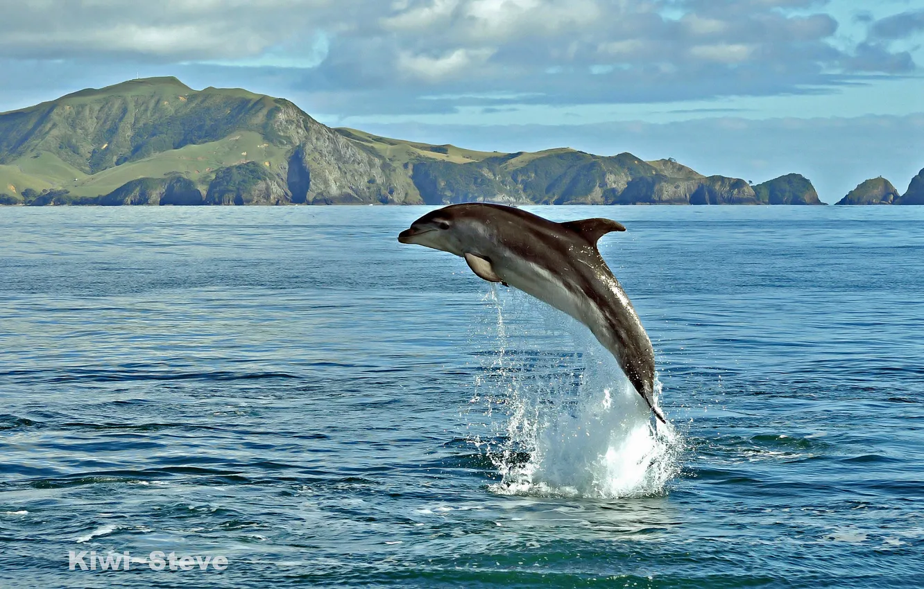 Фото обои море, вода, брызги, дельфин