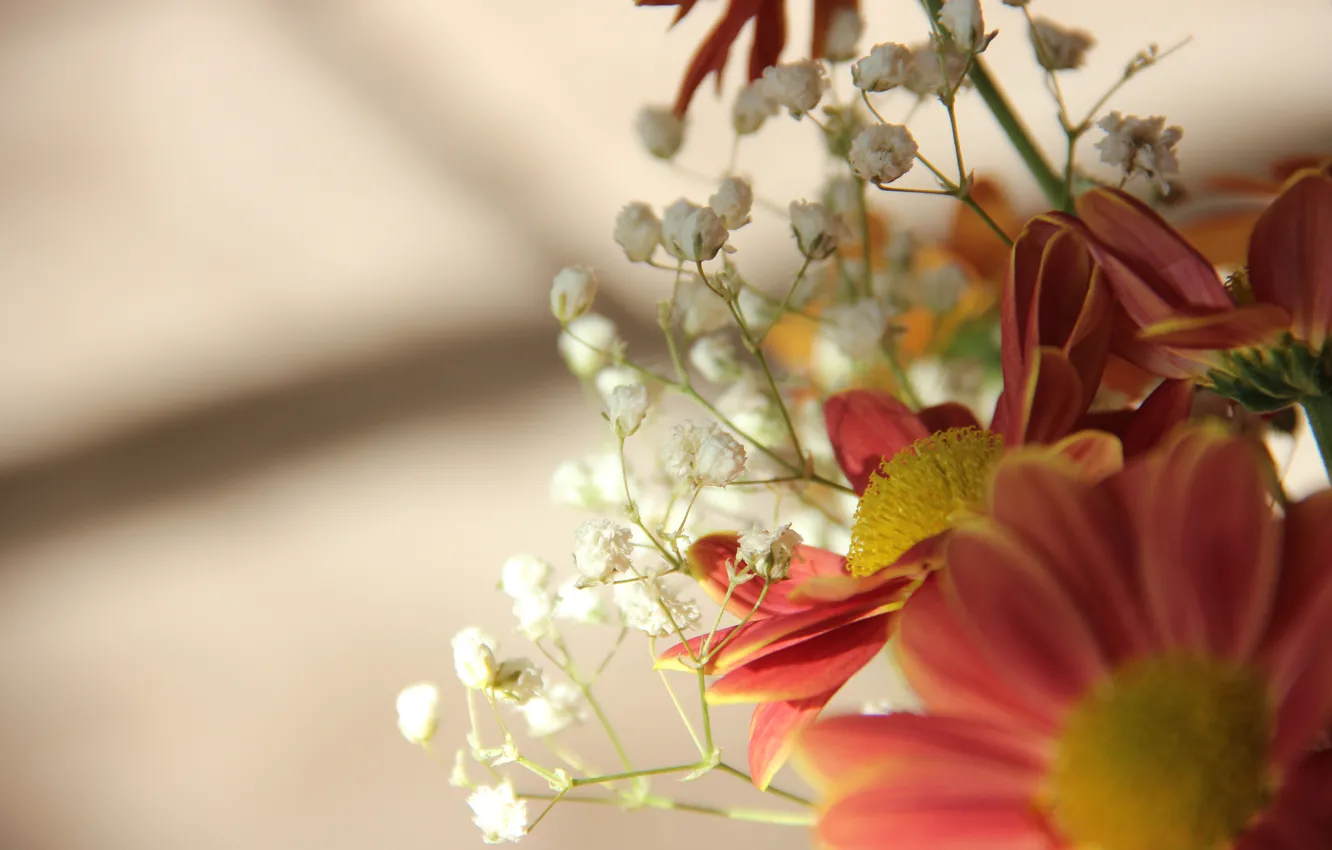 Фото обои flowers, sun, shadows