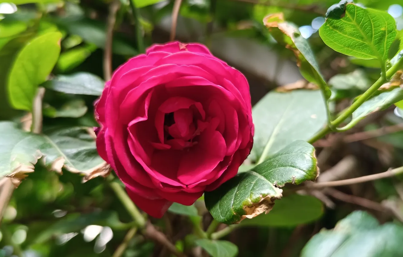 Фото обои Роза, Rose, Red rose, Красная роза