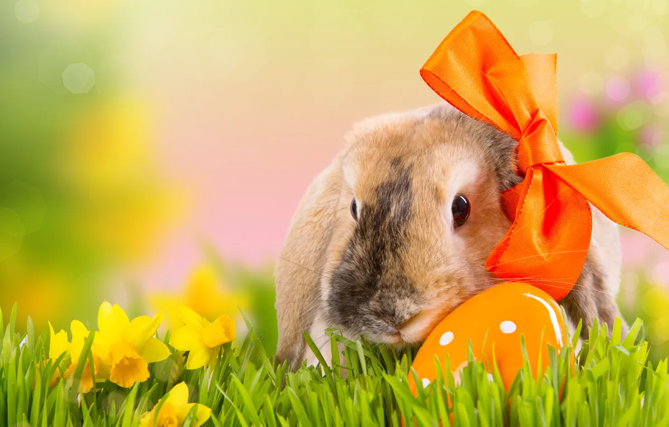 Фото обои трава, цветы, природа, праздник, яйцо, весна, кролик, Пасха