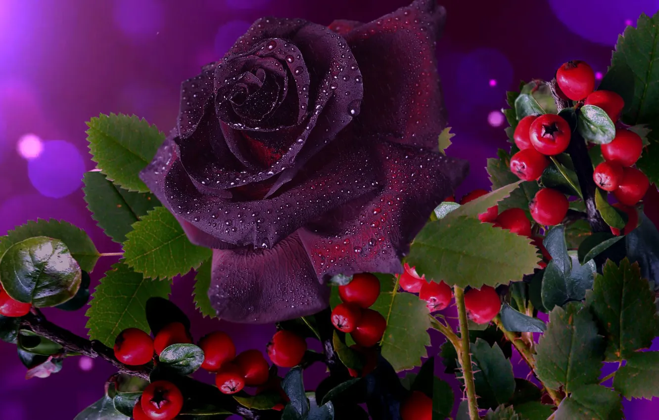Фото обои ягоды, роза, красиво, бордовая