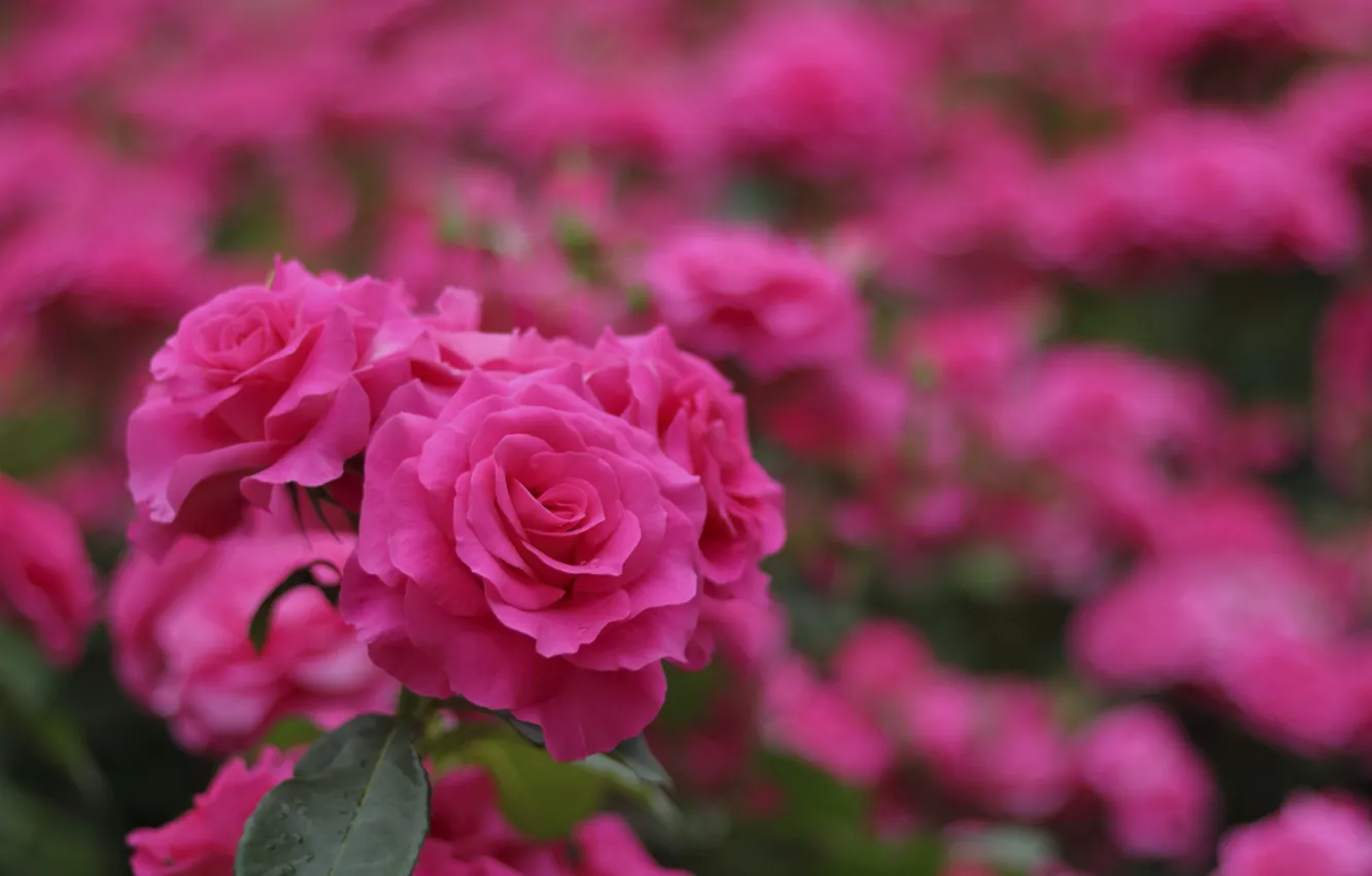 Фото обои розы, розовые, бутоны, цветение