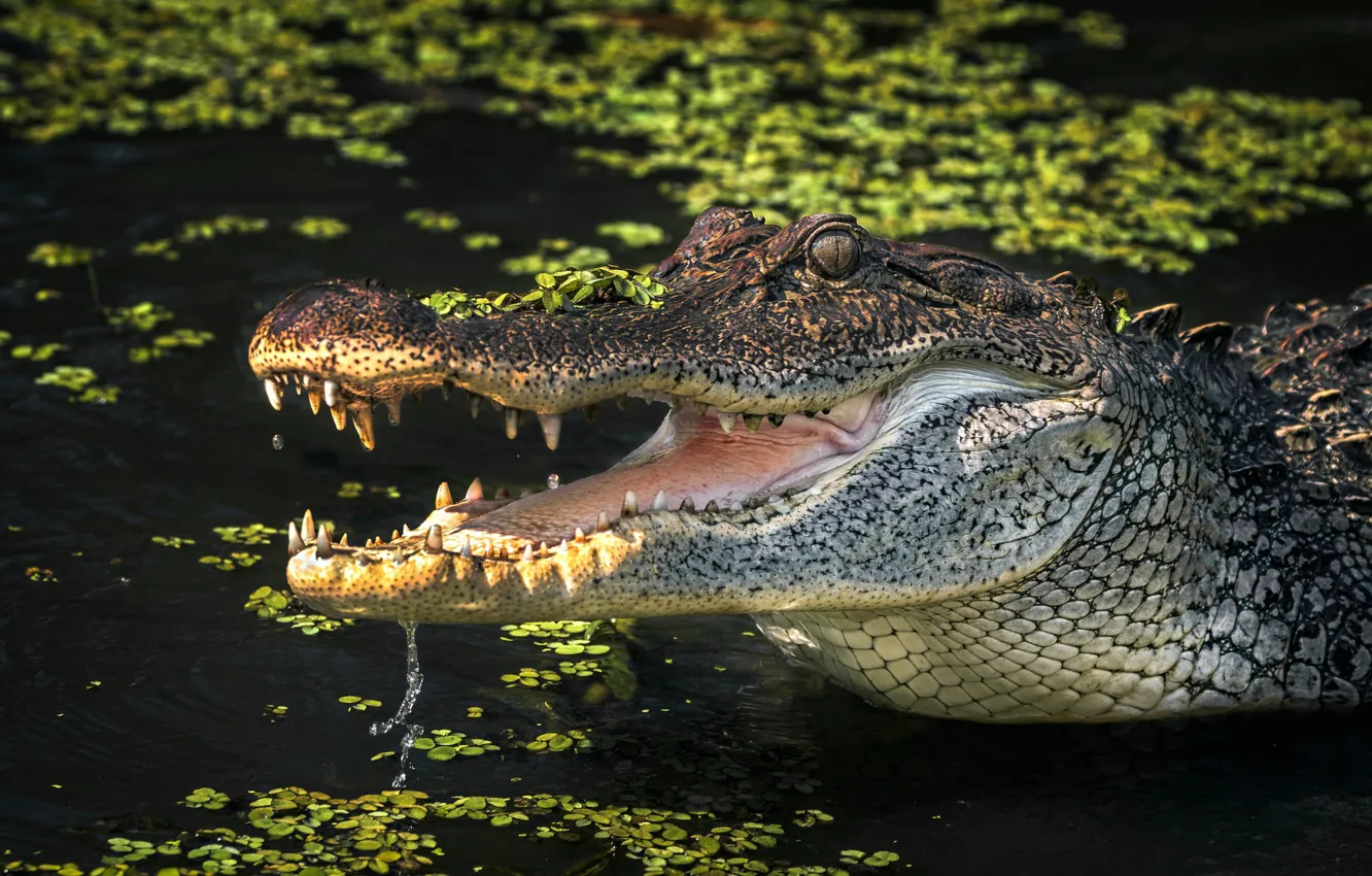 Фото обои взгляд, крокодил, пасть