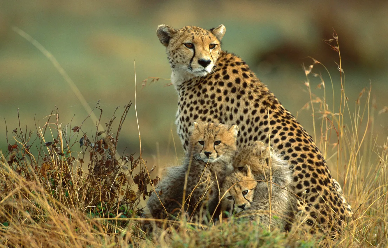 Фото обои природа, котята, гепард, саванна, африка