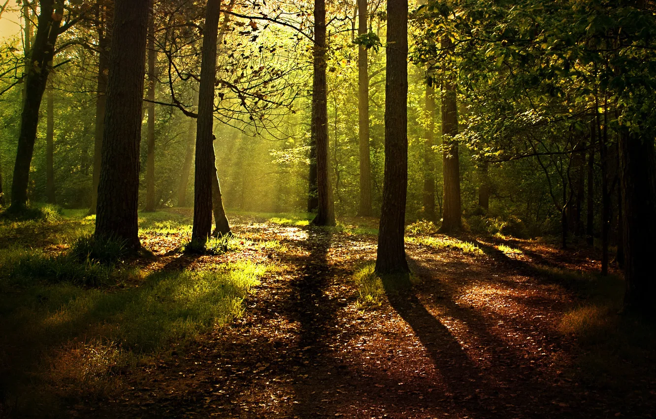 Фото обои лес, лучи, природа, листва