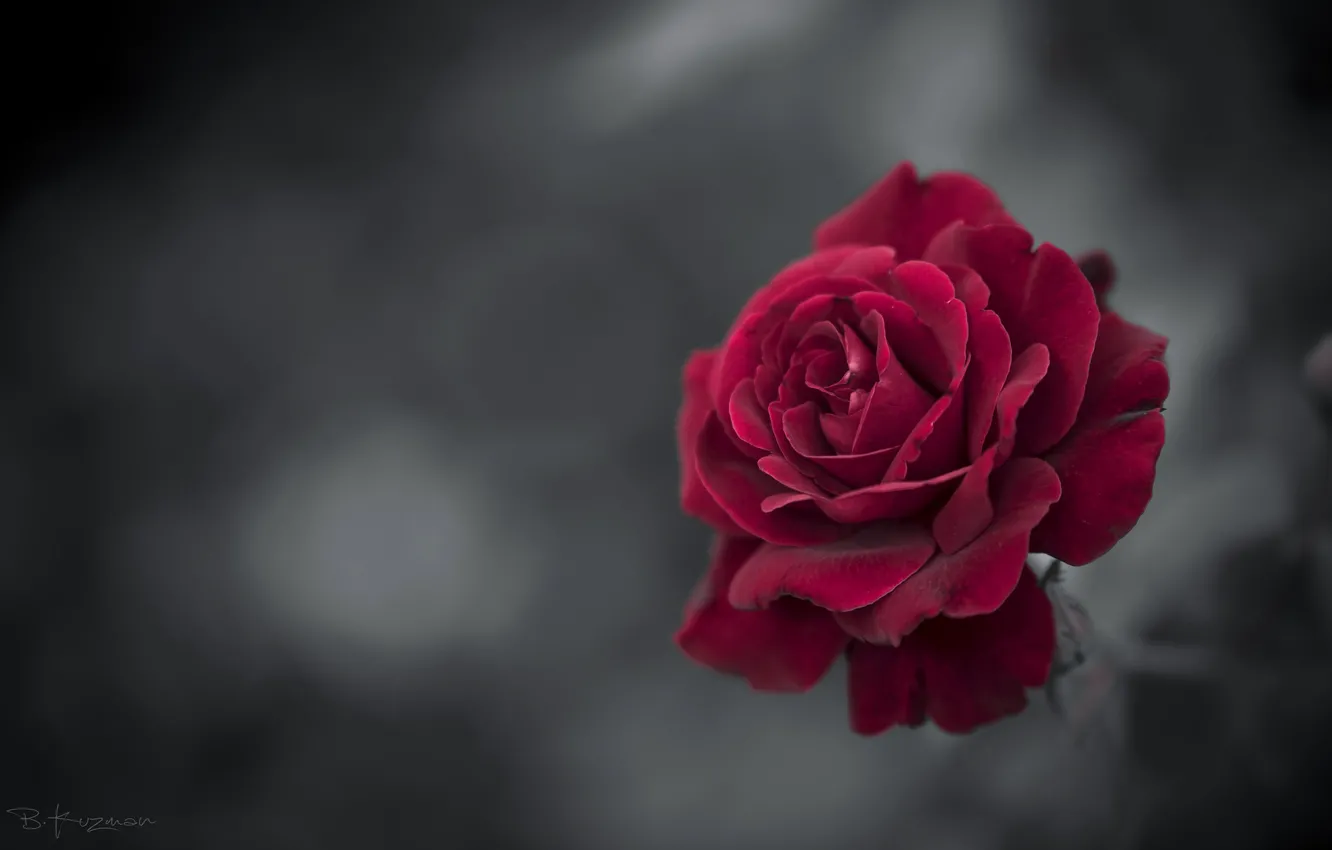 Фото обои роза, цветение, Branimir Kuzman
