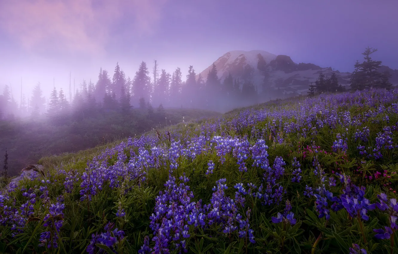 Фото обои деревья, пейзаж, цветы, природа, туман, гора, утро, вулкан