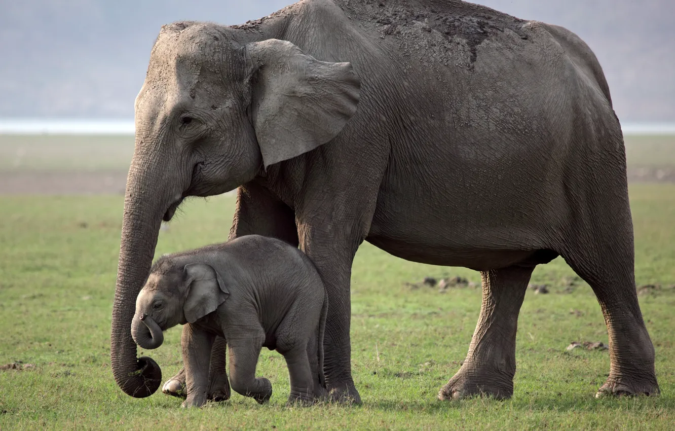 Фото обои elephant, mother, young elephant