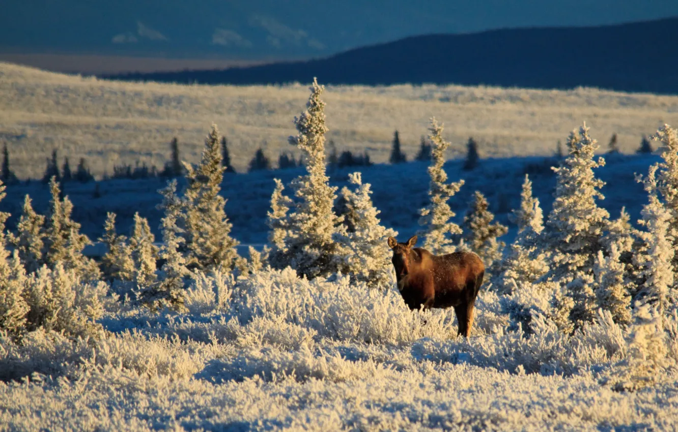 Фото обои Alaska, winter, sunlight, meadow, wildlife, moose, United Staes