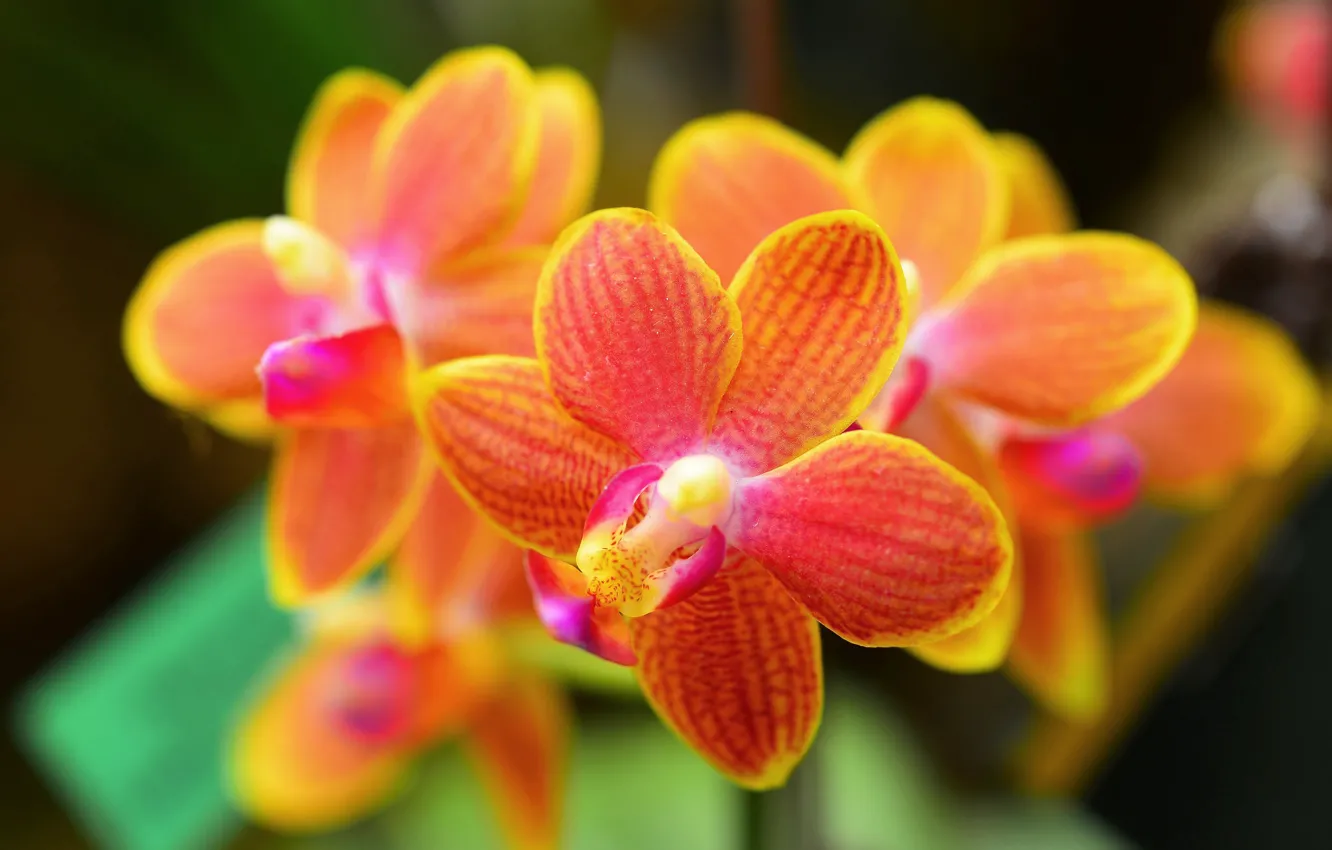 Фото обои макро, цветы, орхидеи, orchid
