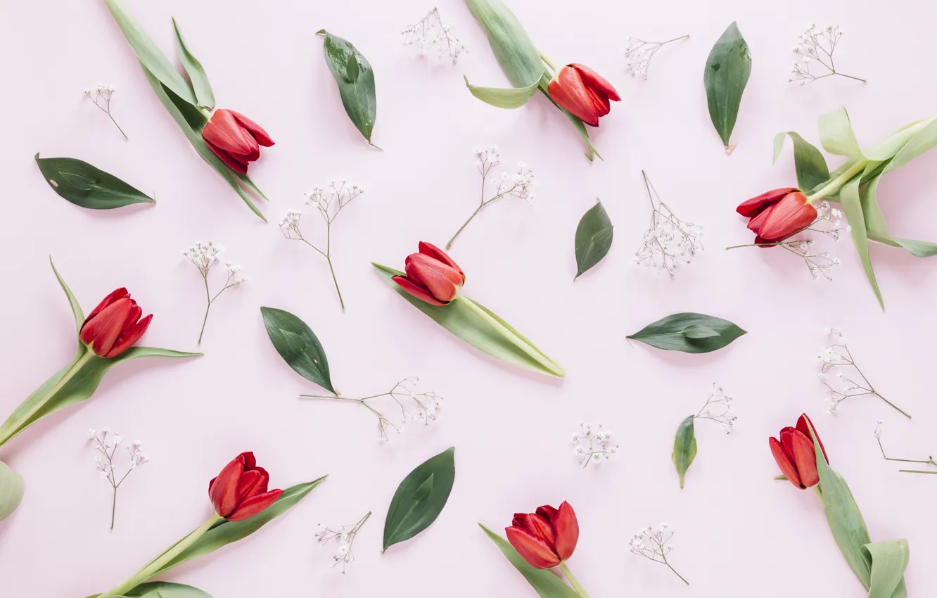 Фото обои цветы, тюльпаны, красные, red, flowers, tulips