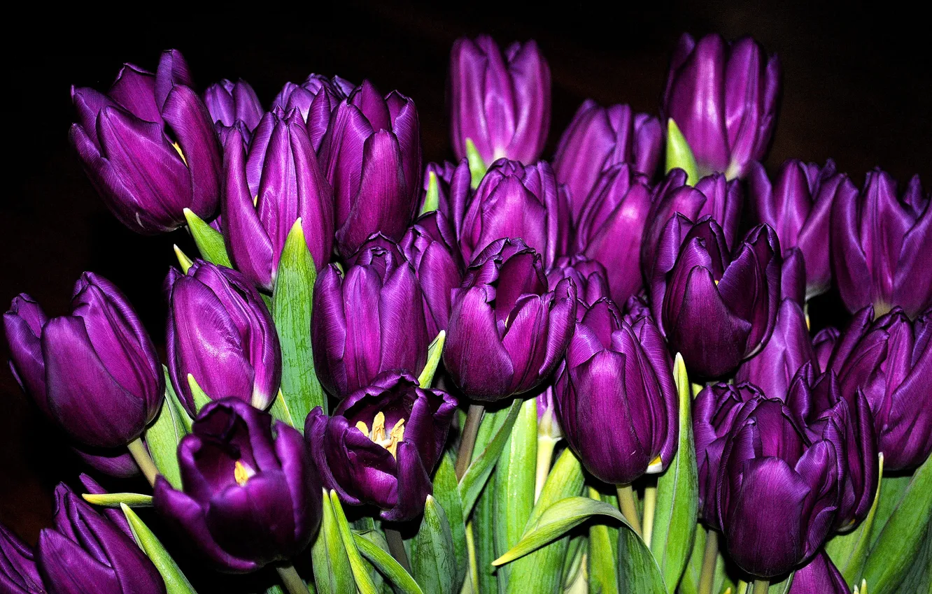 Фото обои букет, фиолетовые, тюльпаны, бутоны