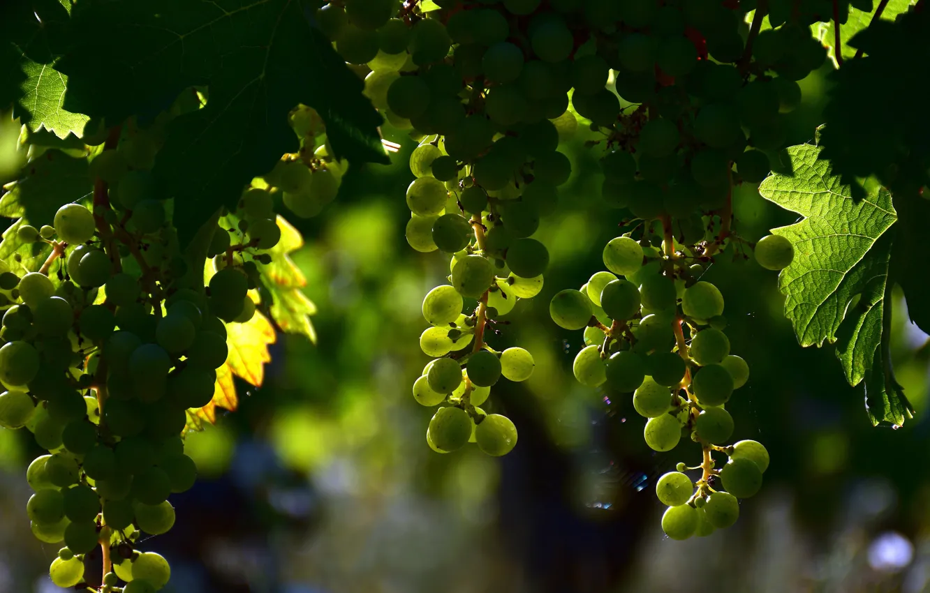 Фото обои листья, свет, зеленый, тень, плоды, виноград, виноградник, боке