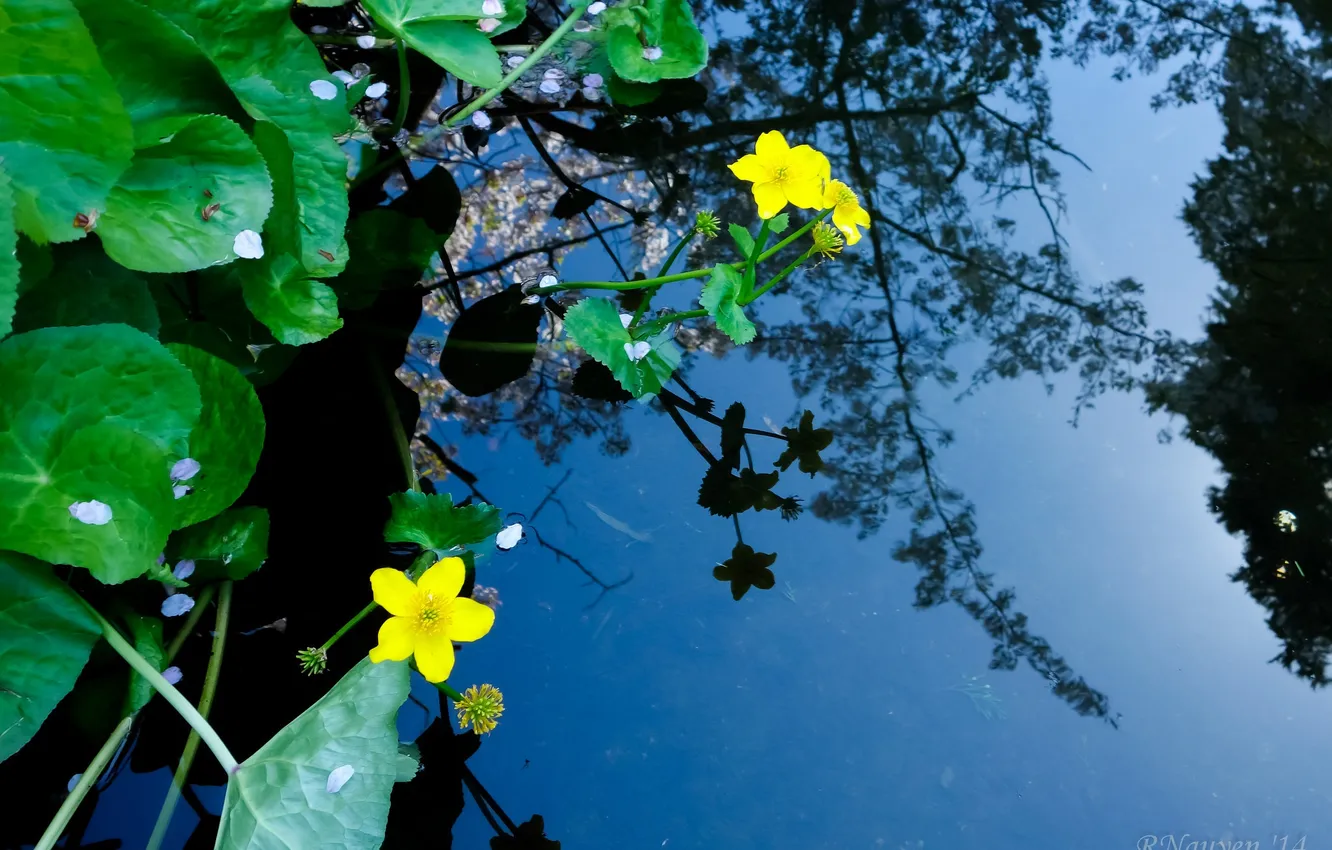 Фото обои листья, вода, цветы, природа, отражение, растения