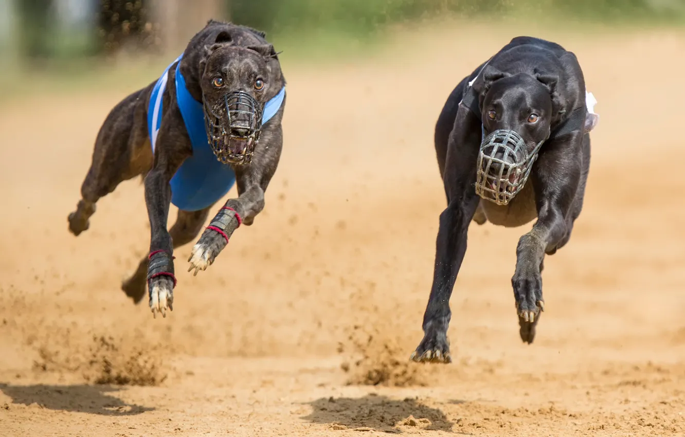 Фото обои бег, две собаки, намордники